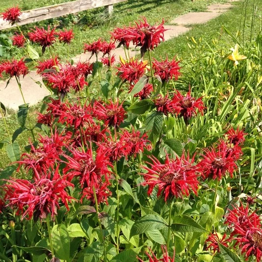 Монарда "Панорама Ред Шейдс" Monarda "Panorama Red Shades"