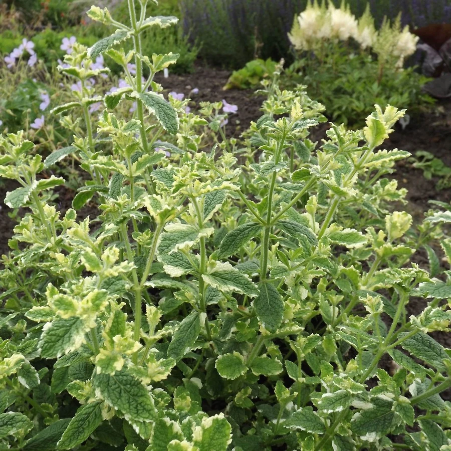 Мята круглолистная "Ананасминце" Mentha rotundifolia 'Ananasminze' 