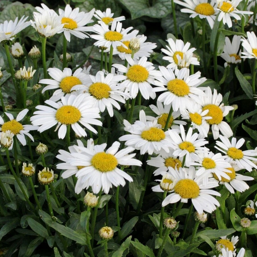 Нивяник "Дворф Сноу Леди" Leucanthemum "Dwarf Snow Lady"