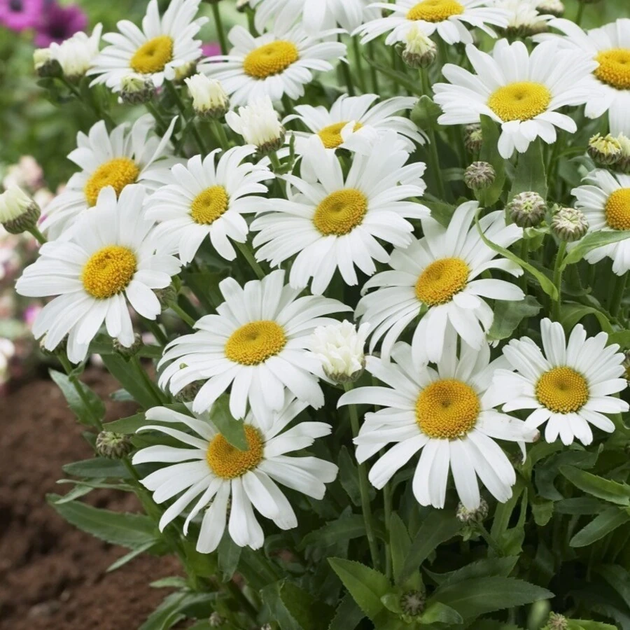 Нивяник наибольший "Сноу Леди" Leucanthemum maximum "Snow Lady"