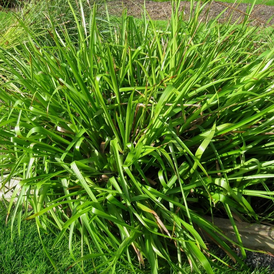 Ожика лесная Luzula sylvatica
