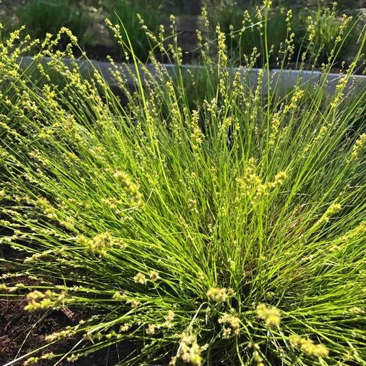 Осока розовая Carex rosea