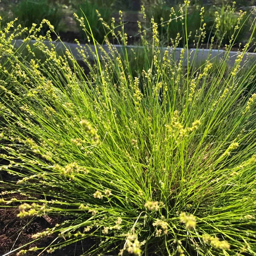 Осока розовая Carex rosea