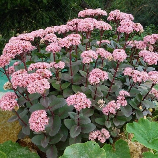 Очиток "Матрона" Sedum 'Matrona'