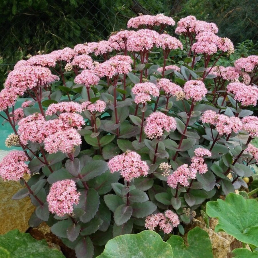 Очиток "Матрона" Sedum 'Matrona'