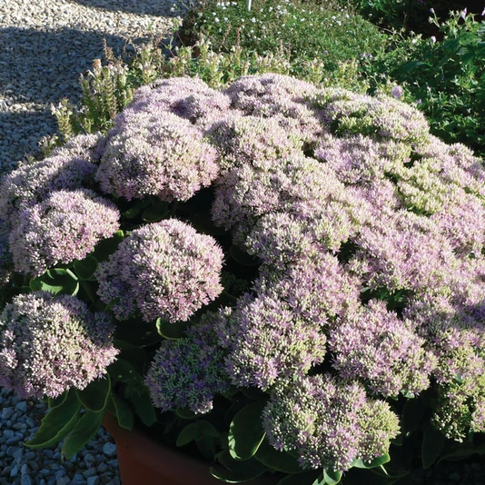 Очиток видный "Бриллиант" Sedum spectabile 'Brilliant'