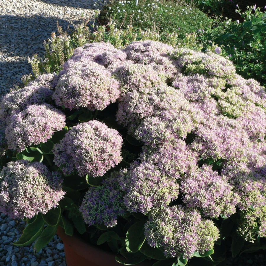 Очиток видный "Бриллиант" Sedum spectabile 'Brilliant'