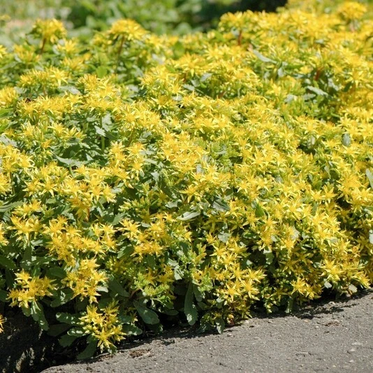 Очиток гибридный "Царс Голд" Sedum hybridum 'Czar’s Gold'
