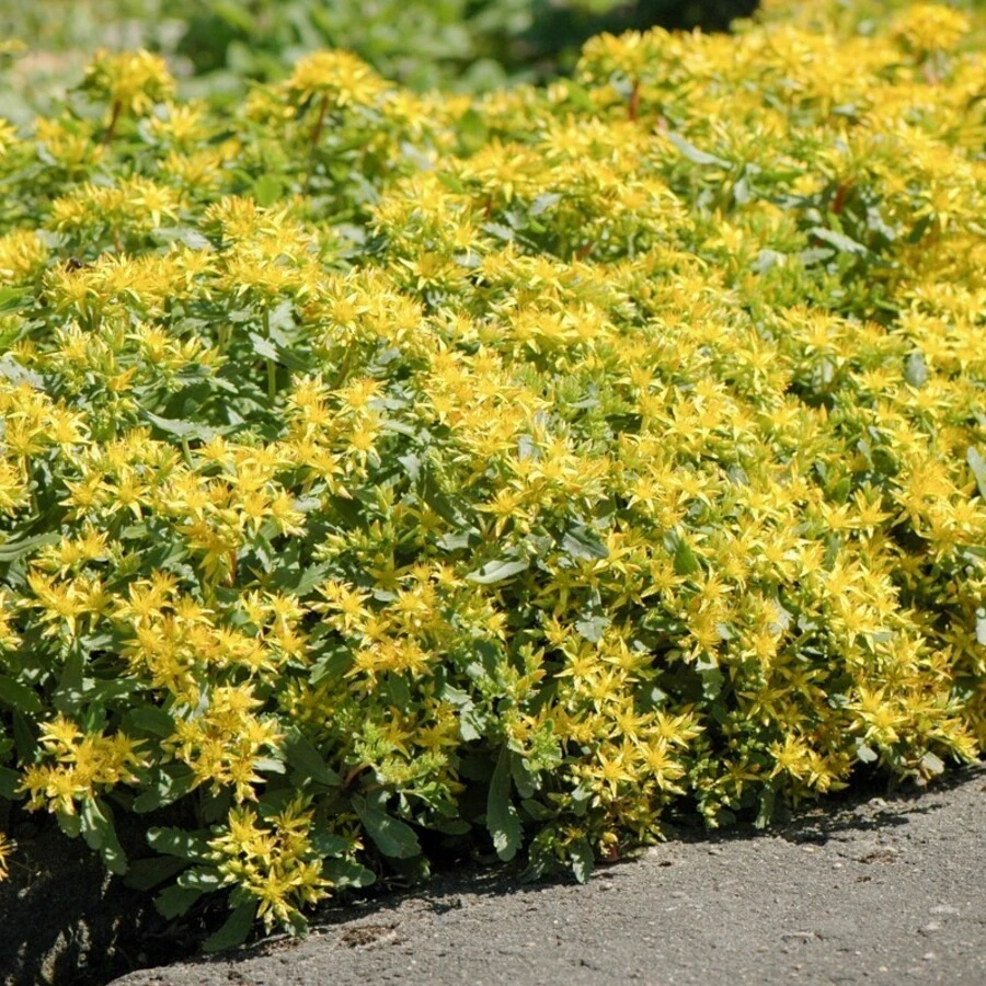 Очиток гибридный "Царс Голд" Sedum hybridum 'Czar’s Gold'