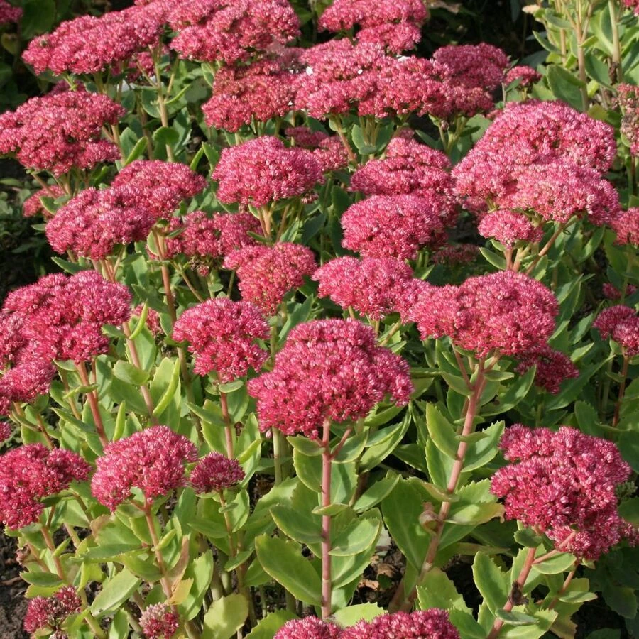 Очиток гибридный "Манстид Дарк Ред" Sedum hybride 'Munstead Dark Red'