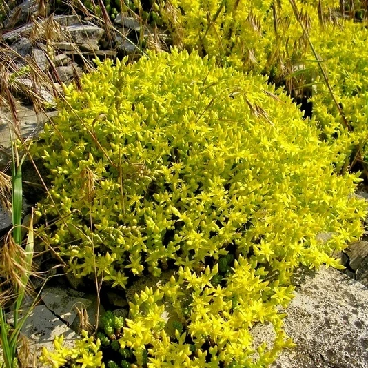 Очиток едкий Sedum acre