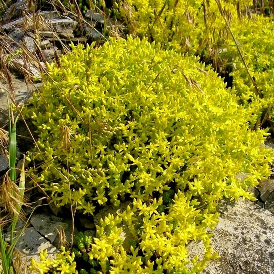 Очиток едкий Sedum acre