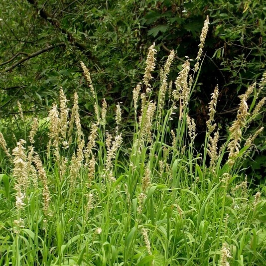 Перловник высочайший Melica altissima