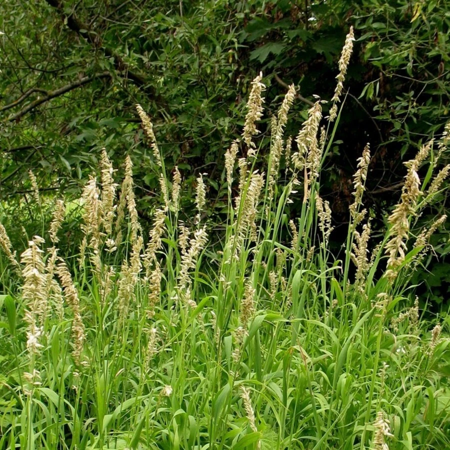 Перловник высочайший Melica altissima