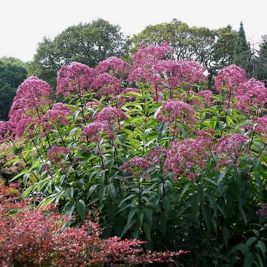 Посконник пятнистый "Атропурпуреа" Eupatorium maculatum "Atropurpureum"