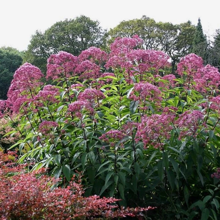 Посконник пятнистый "Атропурпуреа" Eupatorium maculatum "Atropurpureum"