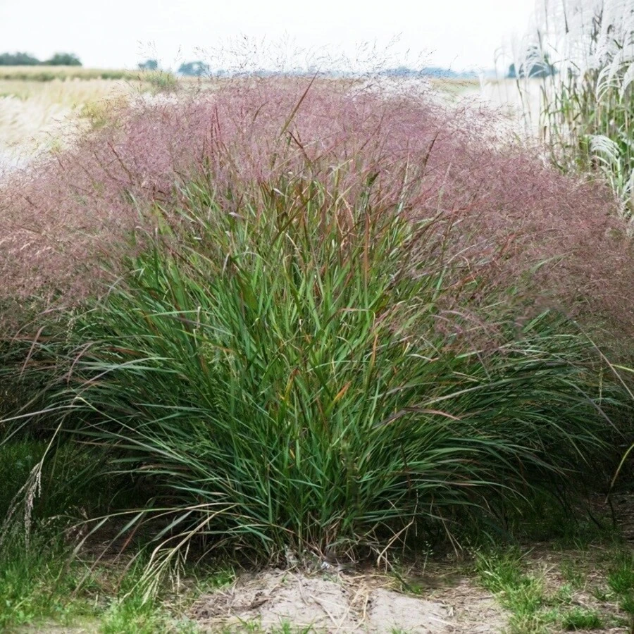 Просо прутьевидное "Скво" Panicum virgatum 'Squaw'