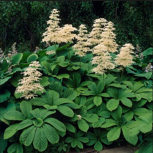 Роджерсия конско- каштанолистная Rodgersia aescutifolia