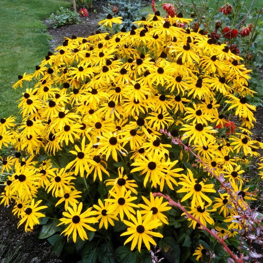 Рудбекия блестящая "Голдстурм" Rudbeckia fulgida 'Goldsturm'