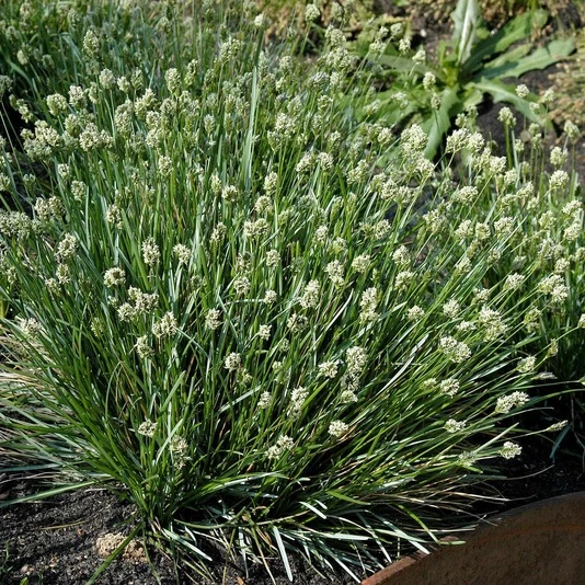Сеслерия голубая Sesleria caerulea