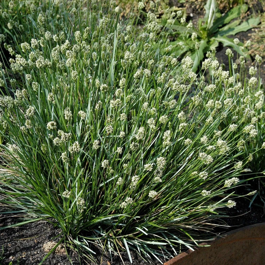 Сеслерия голубая Sesleria caerulea