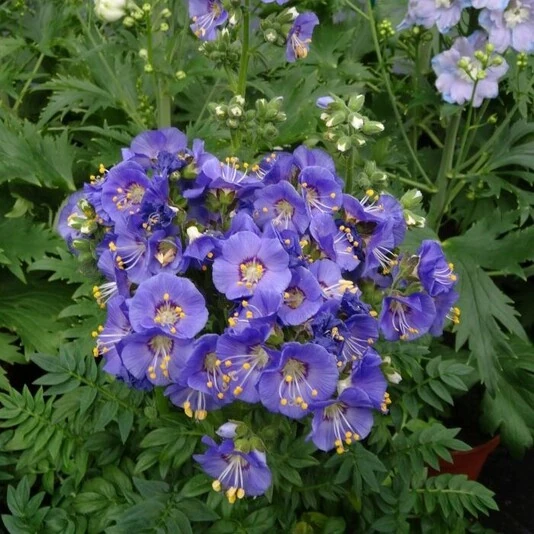 Синюха северная "Хэвенли Хэбит" Polemonium boreale "Heavenly Habit"