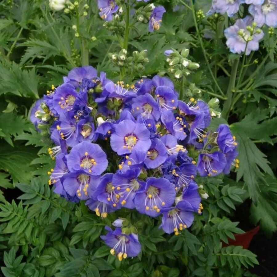Синюха северная "Хэвенли Хэбит" Polemonium boreale "Heavenly Habit"