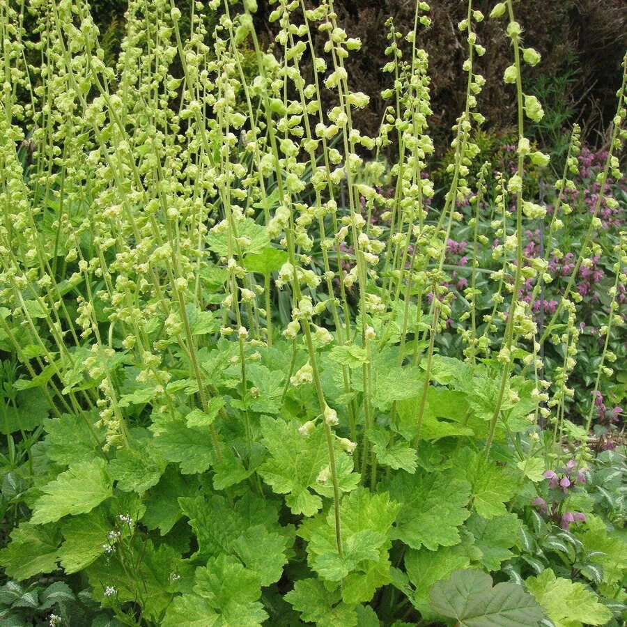 Теллима крупноцветковая Tellima grandiflora