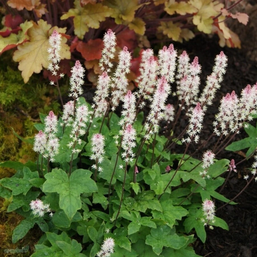 Тиарелла Верри Tiarella wherryi