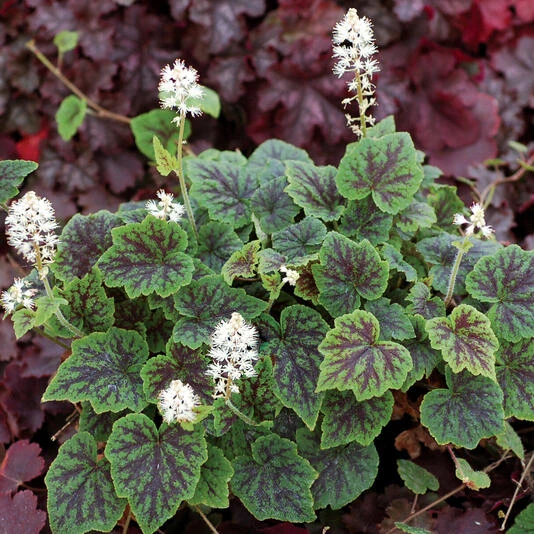 Тиарелла гибридная "Апалачиан Трейл" Tiarella "Appalachian Trail"