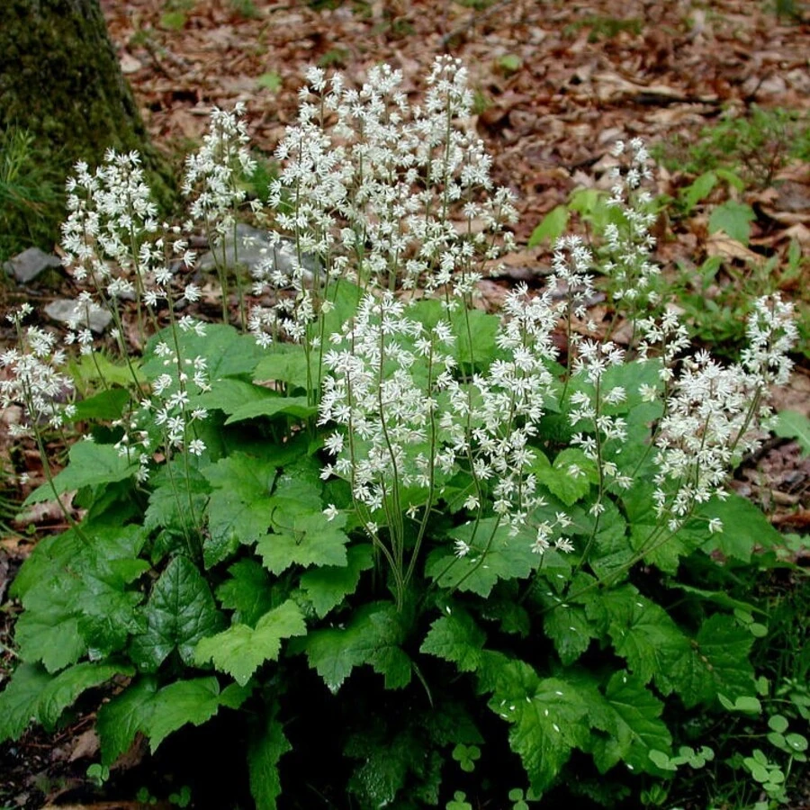 Тиарелла сердцелистная Tiarella cordifolia