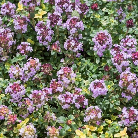 Тимьян лимоннопахнущий "Доне Валей" Thymus x citriodorus "Doone Valley"