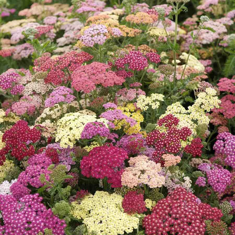 Тысячелистник обыкновенный "Саммер Пастелс" Achillea millefolium "Summer Pastels"