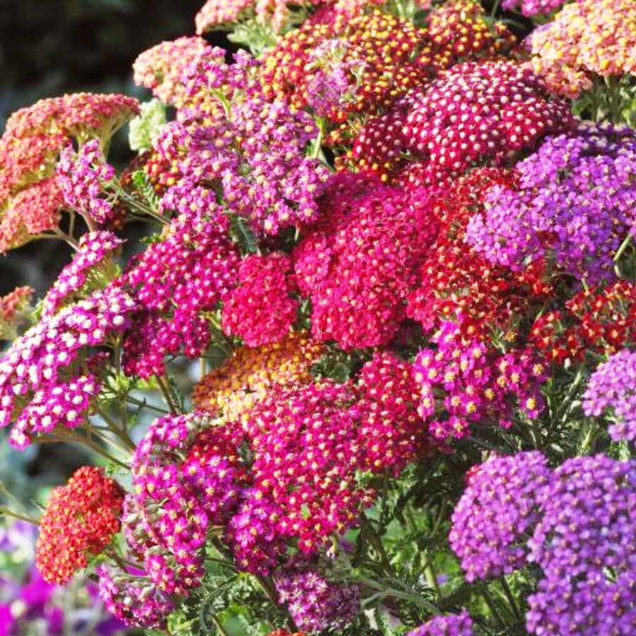 Тысячелистник обыкновенный "Флауэрбёрст Ред Шейдс" Achillea millefolium "Flowerburst Red Shades"