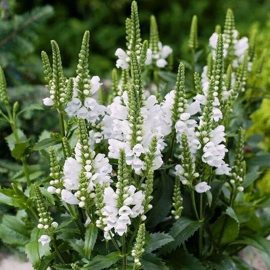 Физостегия виргинская "Альба" Physostegia virginiana "Alba"