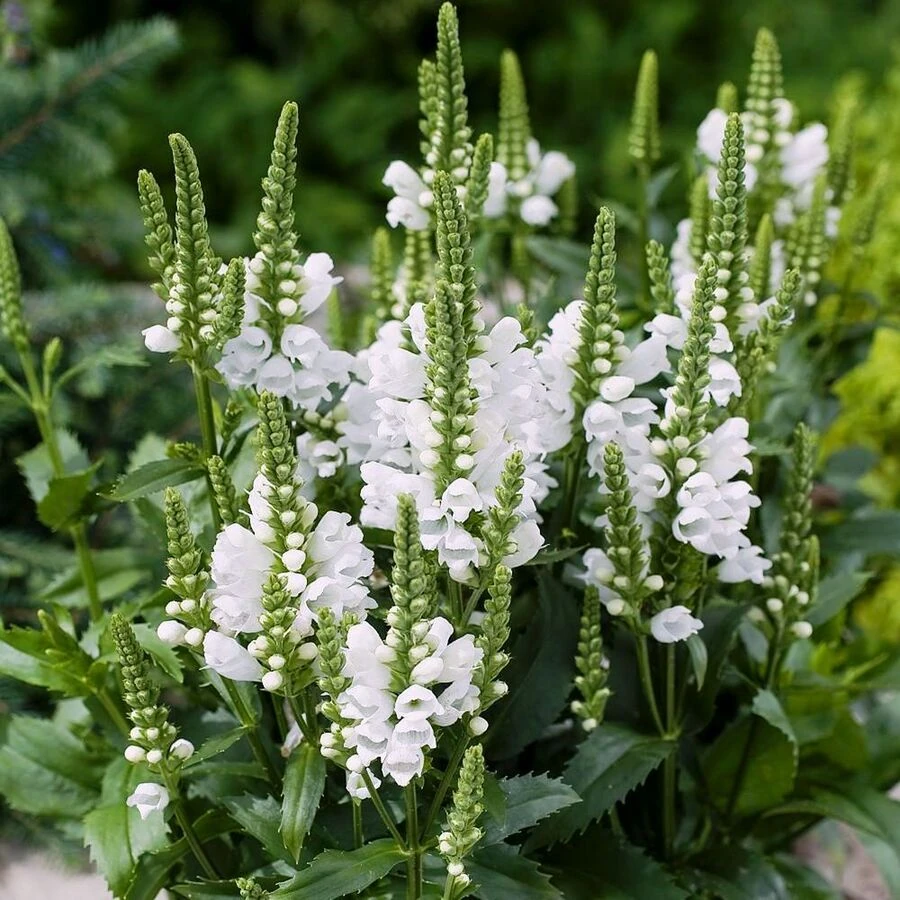 Физостегия виргинская "Альба" Physostegia virginiana "Alba"