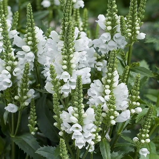 Физостегия виргинская "Кристал Пик Вайт" Physostegia virginiana "Crystal Peak White"