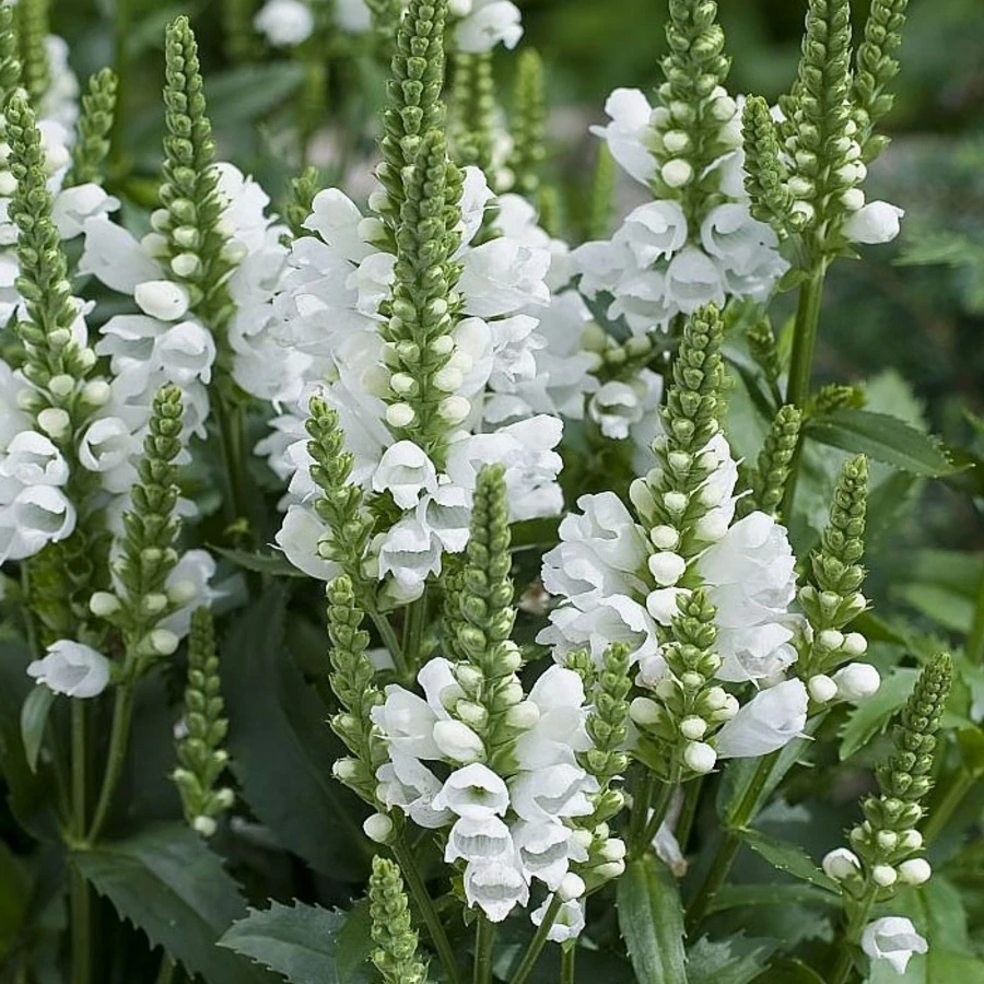 Физостегия виргинская "Кристал Пик Вайт" Physostegia virginiana "Crystal Peak White"