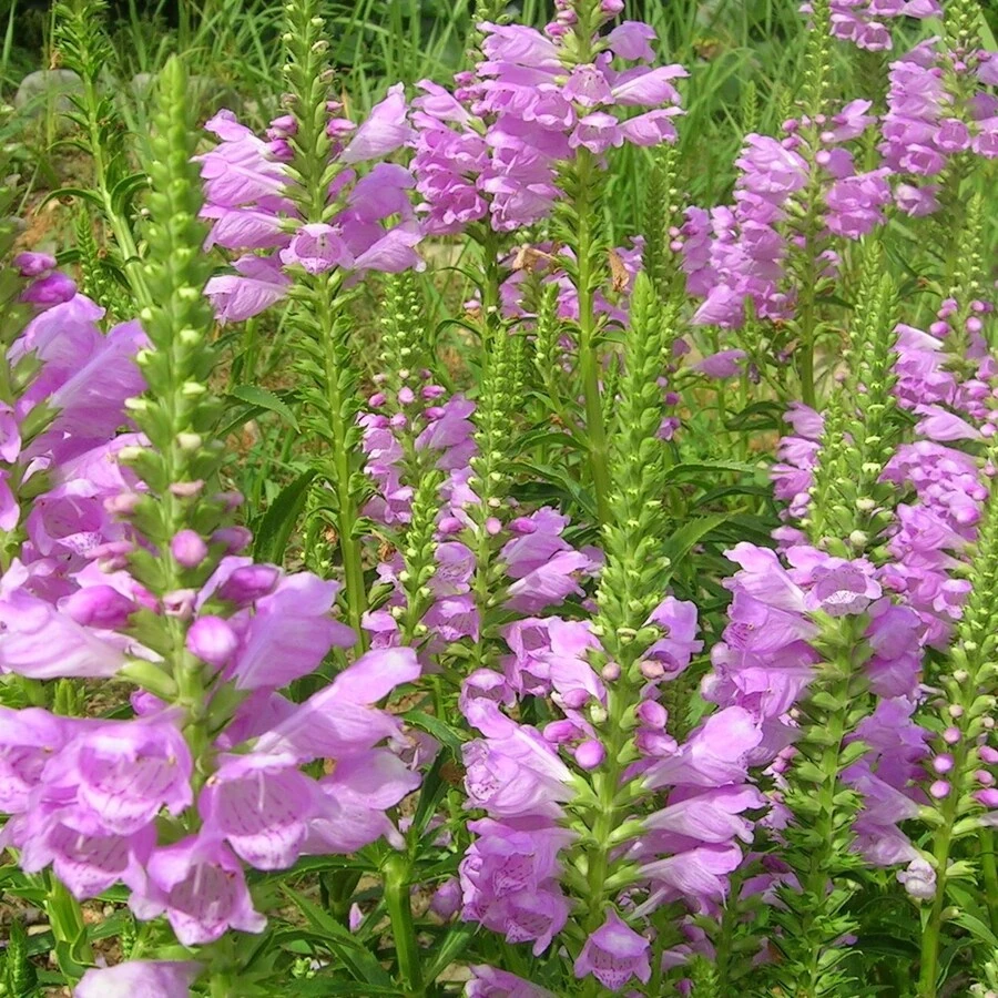 Физостегия виргинская "Розея" Physostegia virginiana "Rosea"