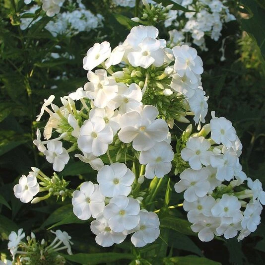 Флокс метельчатый "Ландшафтный белый" Phlox paniculata "Landshaftnyi Belyi"