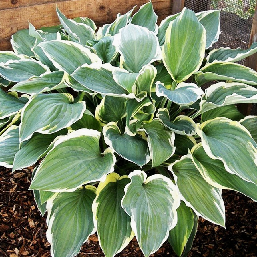 Хоста "Айриш Айс" Hosta "Irish Eyes"