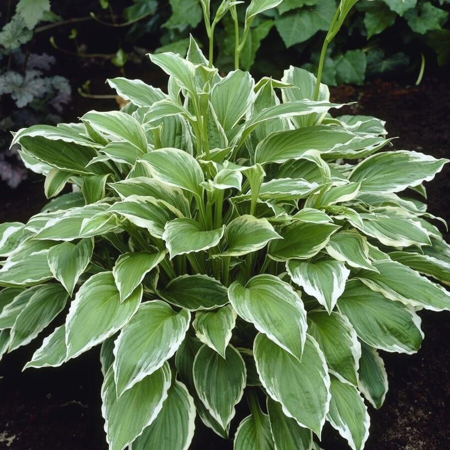 Хоста волнистая "Альбомаргината" Hosta undulata 'Albomarginata'