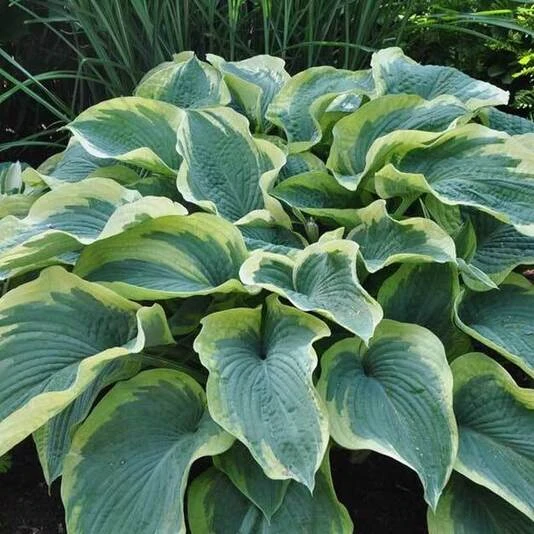 Хоста "Американ Хало" Hosta 'American Halo'