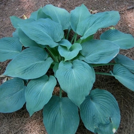 Хоста "Блю Ангел" Hosta 'Blue Angel'