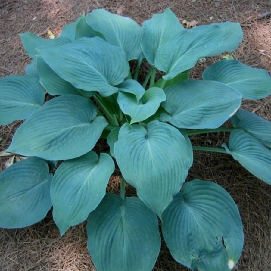 Хоста "Блю Ангел" Hosta 'Blue Angel'