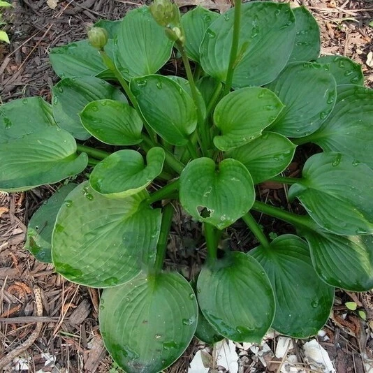 Хоста "Лэйксайд Лоллипоп" Hosta "Lakeside Lollipop"