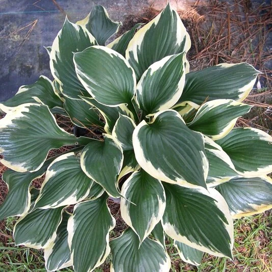 Хоста "Патриот" Hosta "Patriot"