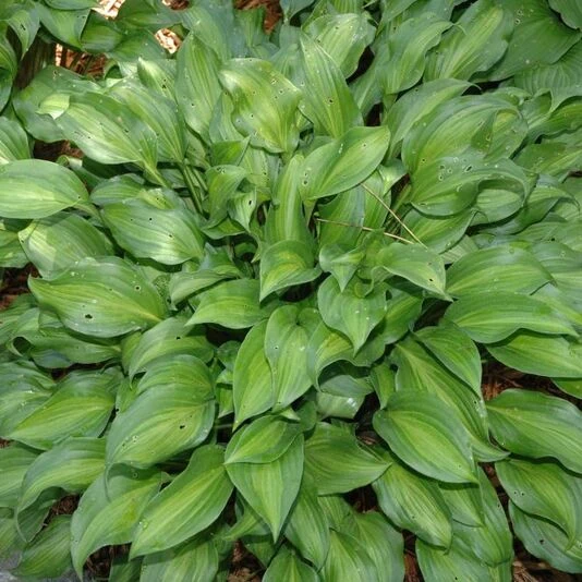 Хоста "Роял Стандарт" Hosta x hybridum "Royal Standard"