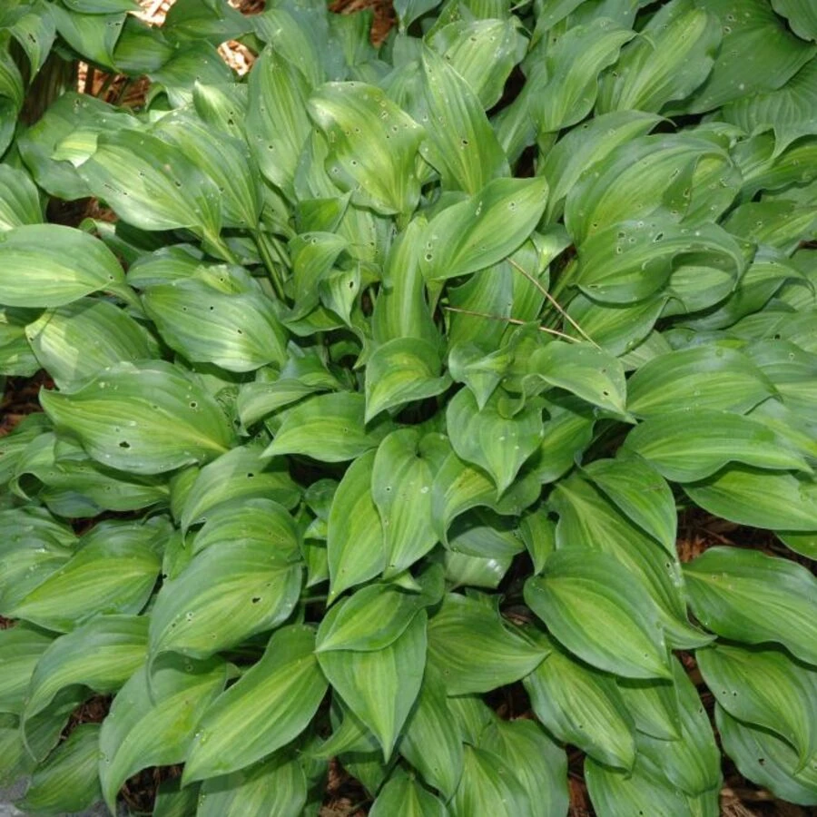 Хоста "Роял Стандарт" Hosta x hybridum "Royal Standard"