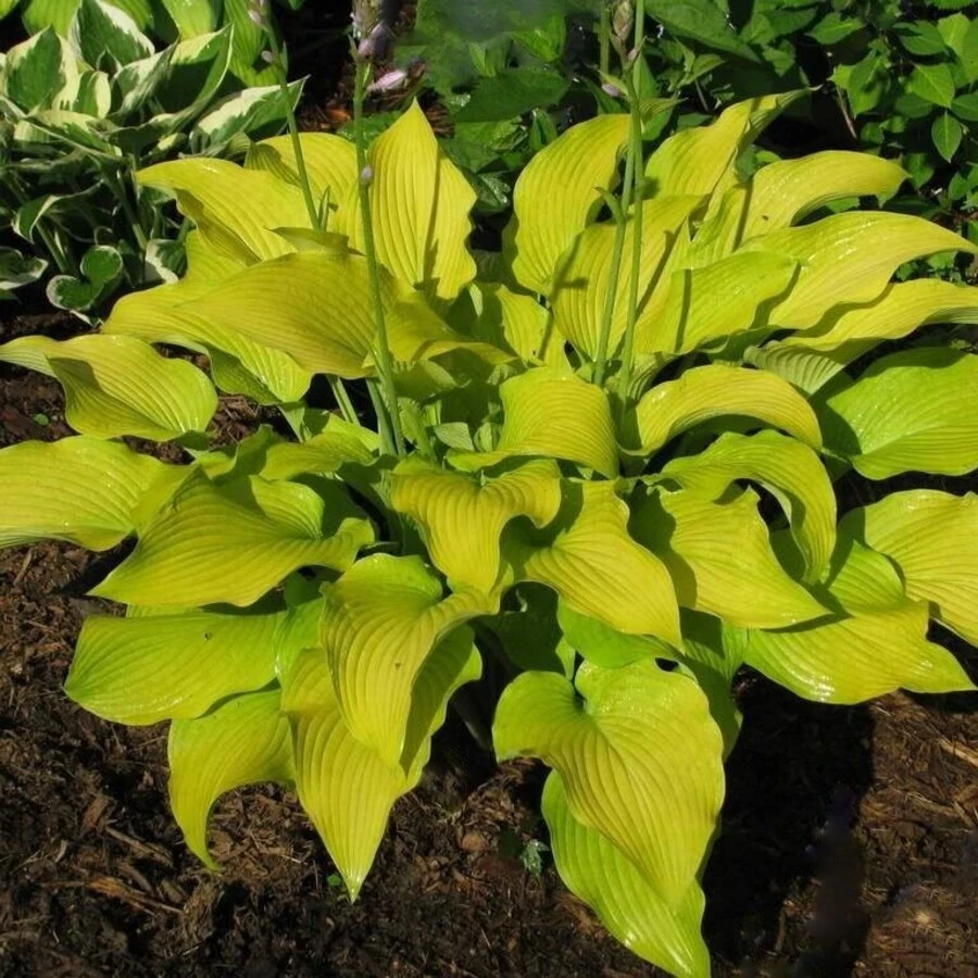 Хоста "Сан Пауэр" Hosta "Sun Power"
